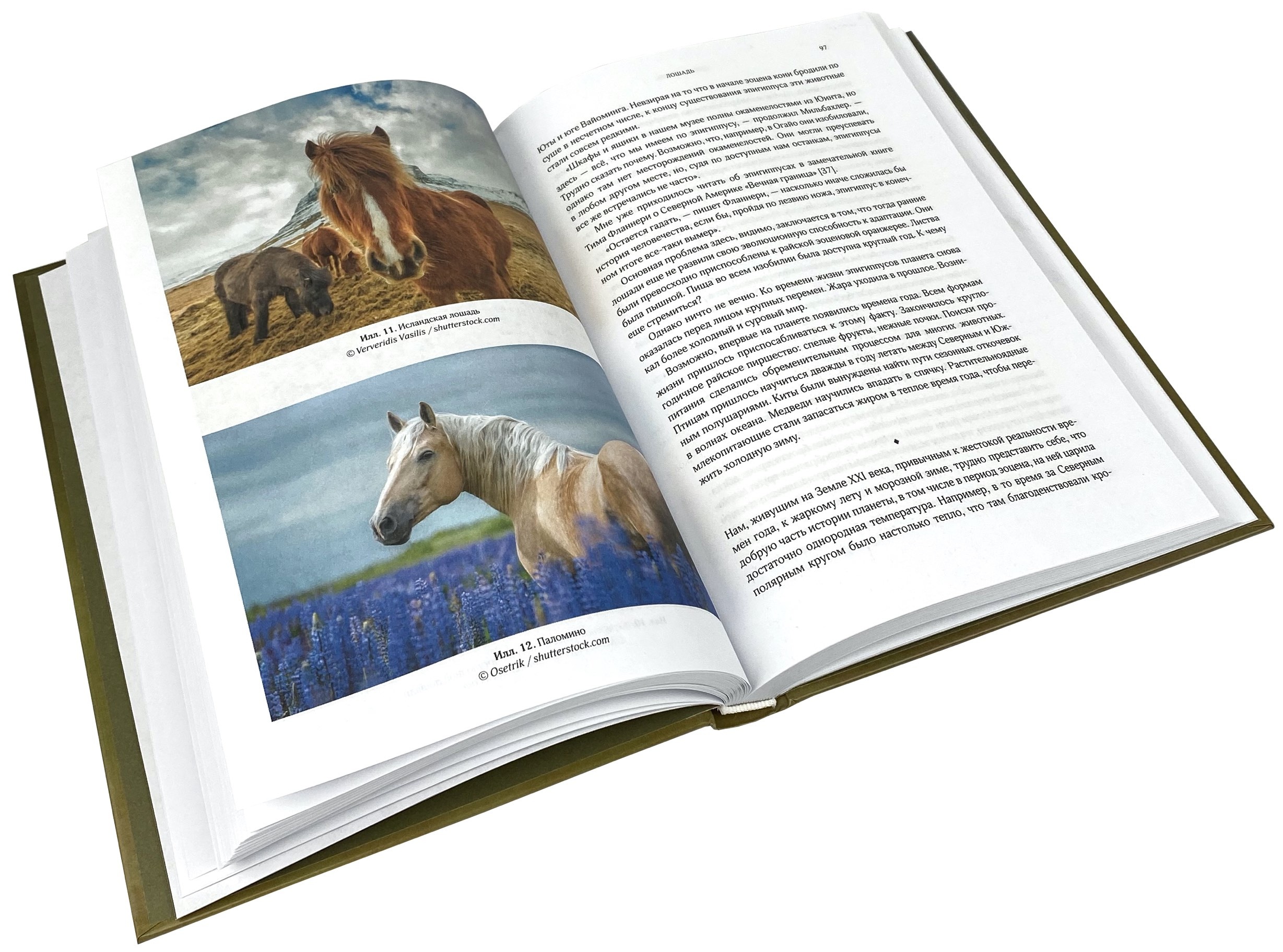 Лошадь. Биография нашего благородного спутника. Автор — Венді Вільямс. 