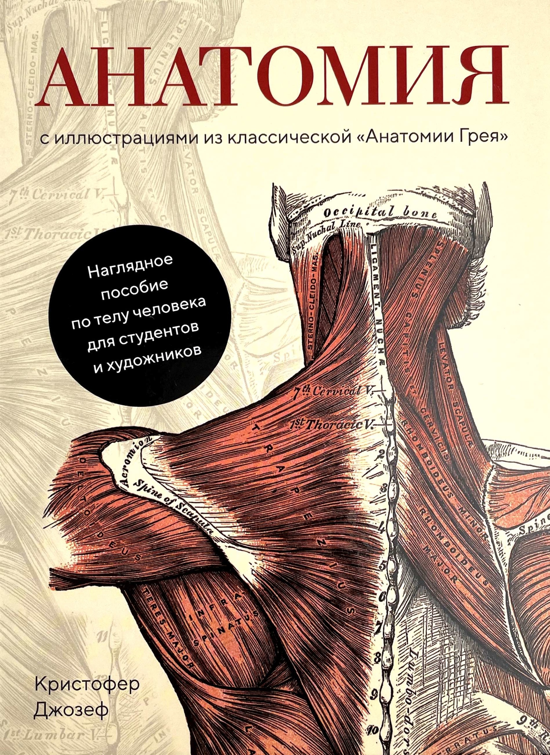 Анатомия. С иллюстрациями из классической «Анатомии Грея». Автор — Кристофер Джозеф. 